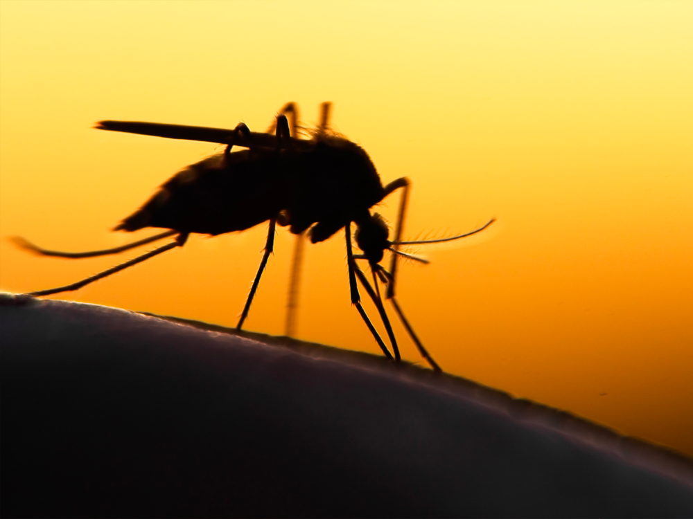 Paludisme : comprendre et prévenir la maladie
